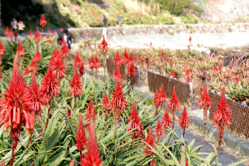 アロエの里 アロエの花まつり開花情報