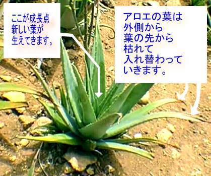 アロエベラの育て方 植え方