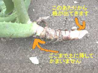 キダチアロエの育て方 植え替え方